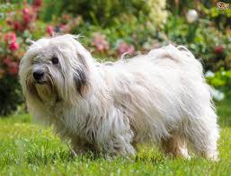9 to 11 inches weight: Coton De Tulear Dogs And Puppies For Sale In The Uk Pets4homes