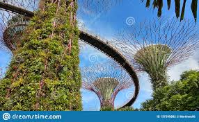 Sorry, there are no tours or activities available to book online for the date(s) you selected. Botanischer Garten Grosse Superbaume Singapurs In Singapur Stockfoto Bild Von Superbaume Garten 137595882
