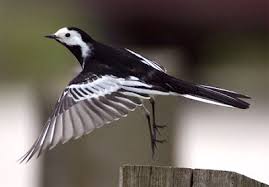 White Wagtail By Trond Westby 500px Wagtail Westby White
