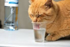 If your cat is drinking excessively, and they don't have any. Drinking Water For Cats Vetwest Animal Hospitals