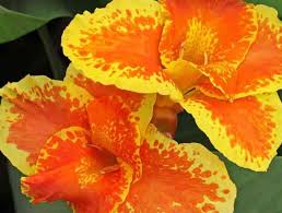 What is sq kahuna flowers arlington tx? Canna Lily For Sale Mulch Masters Jacksonville Fl