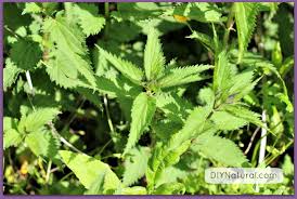 You'll notice the first leaves emerging from others crush and apply yellow dock leaves or rub the welt/sting with the spores on the under side of sword fern leaves. Stinging Nettle Identification How To Identify Harvest Prepare And Eat It