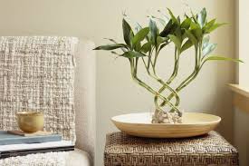 How To Grow And Shape Lucky Bamboo Lucky Bamboo Plants Bamboo House Plant Indoor Bamboo