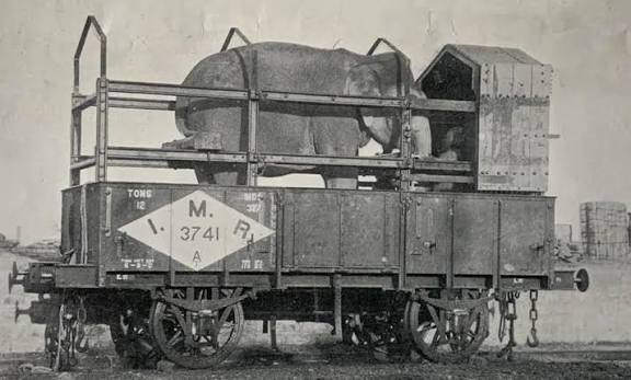 Army elephants of India in 1901.