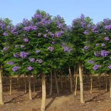 It also flowers at an early age, years earlier than other jacaranda. Jacaranda Bonsai Blue Supplied By Hochberg Eo Plants Hochberg Export
