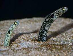Garden Eels Saltwater Tank Saltwater Spotted
