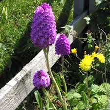 20+ vectors, stock photos & psd files. British Wild Flower Anacamptis Pyramidalis Pyramidal Orchid