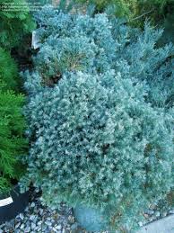 Chamaecyparis ( false cypress ) is available in an almost endless variety of sizes, textures, colors, and shapes. Plantfiles Pictures Sawara False Cypress Boulevard Cypress Blue Moss Cypress True Blue Chamaecyparis Pisifera By Palmbob