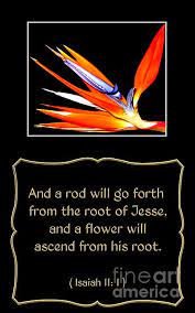 Bird Of Paradise Flower With Bible Quote From Isaiah By Rose Santuci Sofranko Paradise Quotes Birds Of Paradise Flower Isaiah