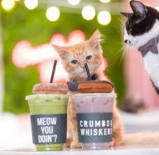 The most common cat drinking coffee material is ceramic. We Offer Experiences Where You Can Play With Adoptable Cats Drink Coffee And Adopt Picture Of Crumbs Whiskers Los Angeles Tripadvisor