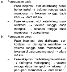 Jelaskan Perbedaan Mekanisme Inspirasi Dan Ekspirasi Pada Pernapasan Dada Dan Pernapasan Perut Mas Dayat