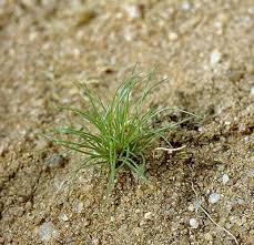Image result for Bulbostylis trabeculata