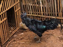 Roosters for sale $35 (inl > perris ) pic hide this posting restore restore this posting. The Price Why Mp And Chhattisgarh Are Fighting Over Kadaknath Chicken The Economic Times