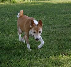 Shops in downtown, sarasota, florida. Dog Parks In Sarasota Florida Petswelcome Com