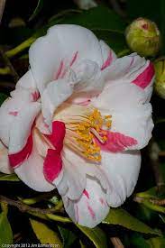 Camellia Flowers Camellia Plant Flower Garden