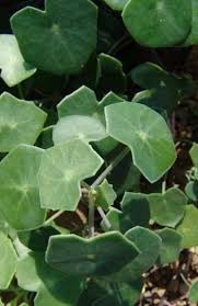 Image result for Senecio oxyriifolius