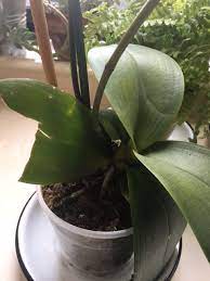 Pin On Orchids