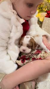 Christmas Eve puppy love🐶❤️, ., ., ❤️ If you love Cavalier’s as much as we  do, follow us @carlsbadcavaliers , ., ., ., #cavalierkingcharlesspaniel  #cavalierlove #carlsbadcavaliers #christmasiscoming ...