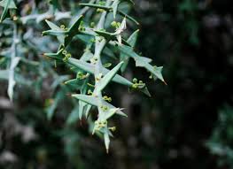 Image result for Colletia
