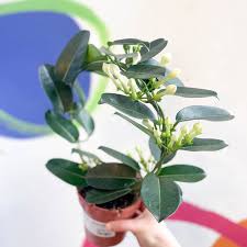 Image result for Maranthes floribunda