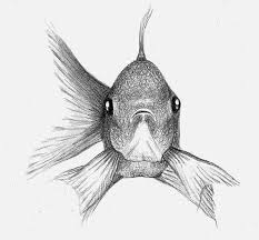 Fish Sketch On Behance Fish Sketch Animal Sketches Easy Drawn Fish