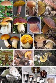 Image result for Boletus atkinsonii