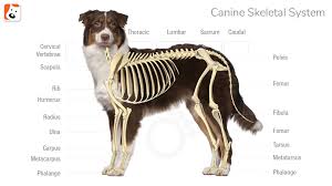 Check out our skeleton dog selection for the very best in unique or custom, handmade pieces from our signs shops. Dog Bone And Joint Health Boneo Canine