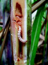 Many people see pest infestation as a sign of… for finding solution to your pest control problems we need to first find out what kind of pests have infested your house. Tropical Crop Pests And Diseases In A Climate Change Setting A Few Examples Springerlink