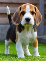 Learn Additional Info On Beagles Check Out Our Site Cute Dogs Breeds Cute Beagles Dog Breeds
