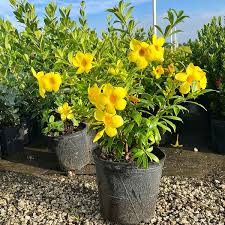 Image result for Allamanda cathartica