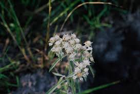 Image result for Haumaniastrum