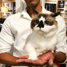 Use the search tool below and browse adoptable munchkins! Meet Albert The Cutest Munchkin Cat With Unique Skull Nose And 450 000 Followers Bored Panda