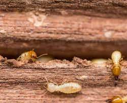 We've been getting rid of pests for over 40 years. Waco S 1 Termite Control Company Texas Termite C