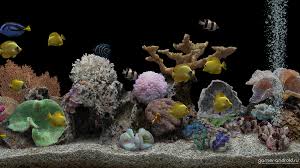 скачать живые обои аквариум на рабочий стол для Windows 7 Free Download Marine Aquarium 32 Pro 1600x900 For Your Desktop Mobile Tablet Explore 48 Marine Aquarium Wallpaper Aquarium Live Wallpaper For Pc Aquarium Live Wallpaper Windows 10 Live Fish Tank Wallpaper