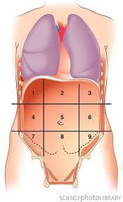 Jun 17, 2021 · embryologically it develops from the foregut and it spans the upper right and part of left abdominal quadrants. Human Body Quiz Quadrants And Regions Of Abdomen Proprofs Quiz