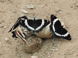 One source even suggests that the narrow little black spot on the upper wing resembles a closed or sleepy eye. White Admiral Wisconsinbutterflies Org
