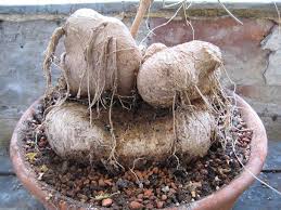 Image result for Kedrostis nana