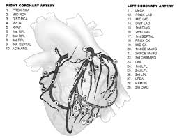 The left coronary artery displays variations in pattern, number and distribution of its branches. Is Septal Branches Of Left Anterior Descending Coronary Artery Immune To Atherosclerosis Dr S Venkatesan Md