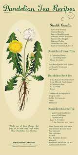 Dandelion Tea Recipes Dandelion Tea Recipe Dandelion Tea Dandelion Root Tea