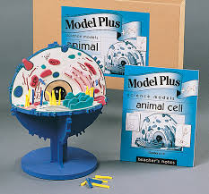 Product titleeisco labs animal cell model, hand painted. Animal Cell Model Kit Flinn Scientific