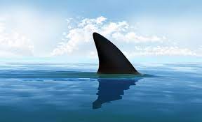 The Debunker Will Sharks Die If They Stop Swimming Woot