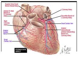 We did not find results for: Coronary Anatomy For Interventional Cardiologists Toufiqur Rahman