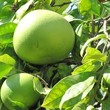 Image result for Citrus maxima
