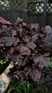 Image result for Heuchera `Midnight Rose`
