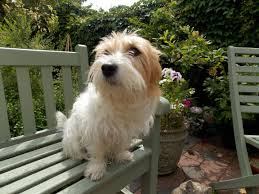 Our Little Girl Lily Long Haired Jack Russell Jack Russell Jack Russell Dogs Puppies