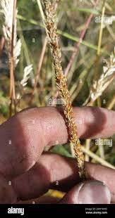 Image result for Sporobolus africanus