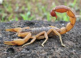 Scorpions are largely nocturnal and hide during the day in the confines of their burrows, in natural cracks, . Scorpion Wikipedia