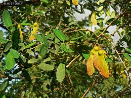 Image result for Securidaca longepedunculata