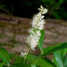 I flavor of the vanilla and spices were very subtle but really made a huge impact. Summersweet Vanilla Spice Clethra Alnifolia My Garden Life