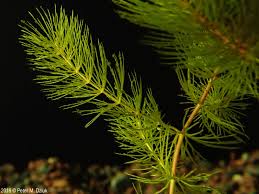 Image result for Ceratophyllum demersum